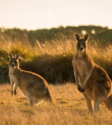 A mother and child kangaroo standing together in a field at sunset
