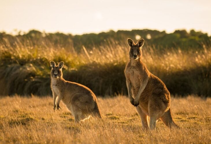 A mother and child kangaroo standing together in a field at sunset