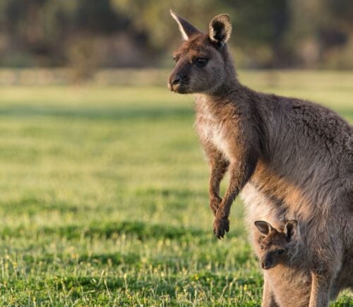 A kangaroo and their joey, a species that was farmed for leather to make Puma's soccer shoes