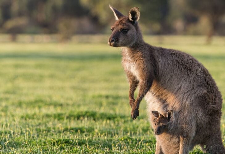 A kangaroo and their joey, a species that was farmed for leather to make Puma's soccer shoes
