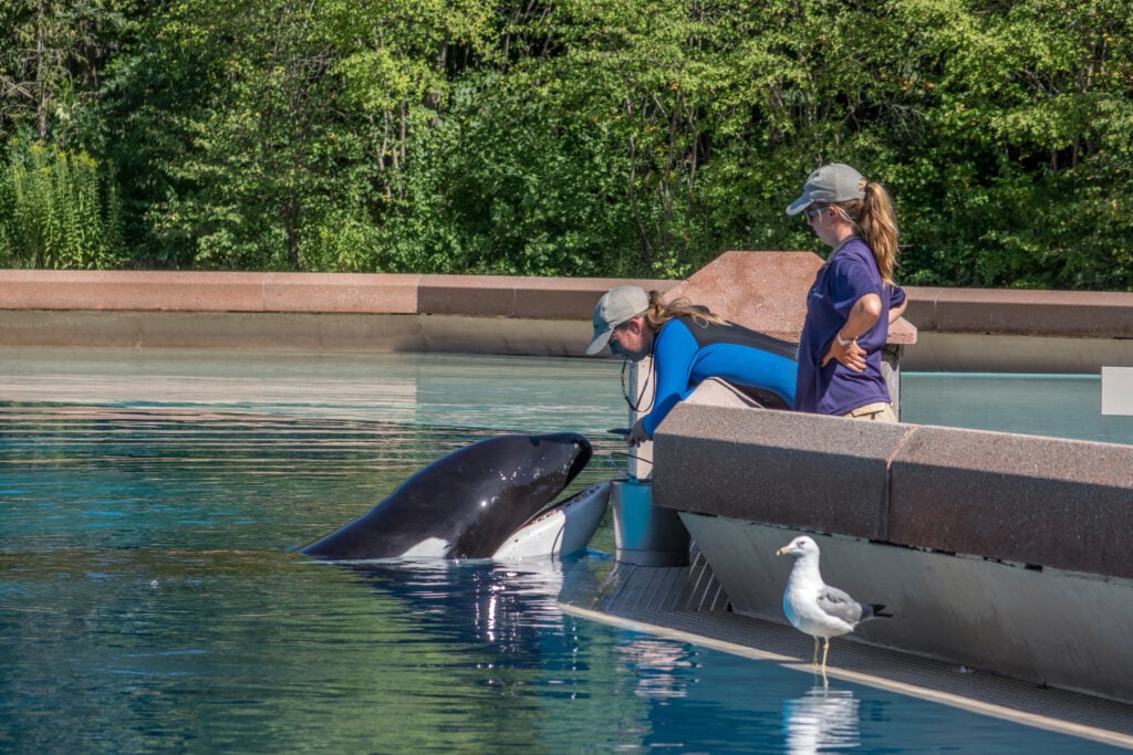 Trainers with a Kisca the captive orca in Marineland, a zoo in Niagara Falls, Ontario, Canada