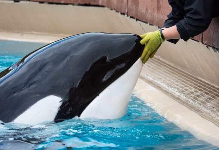 Kiska, a captive whale at Marineland, a zoo at Niagara Falls, Canada.