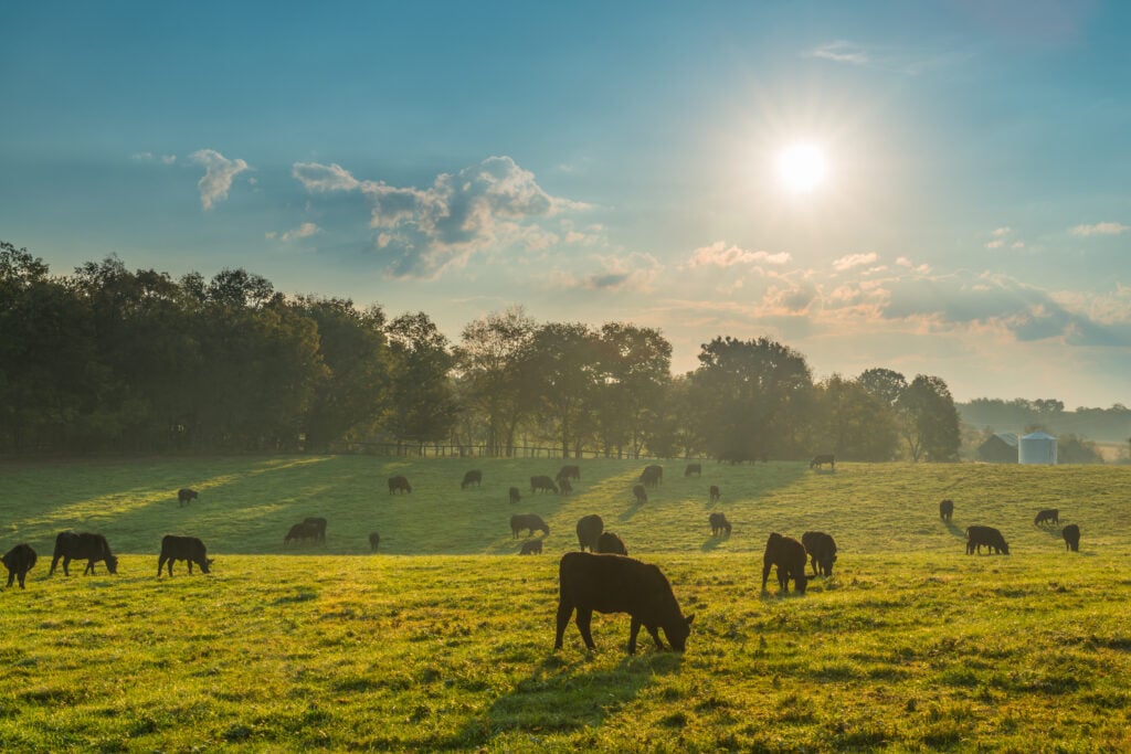 Cows grazing in a green field