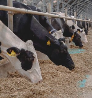Cows used in the leather industry, which has been accused of animal cruelty and abuse