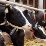 Farmed cows behind a barrier in the dairy industry, considered destructive to the environment due to emissions