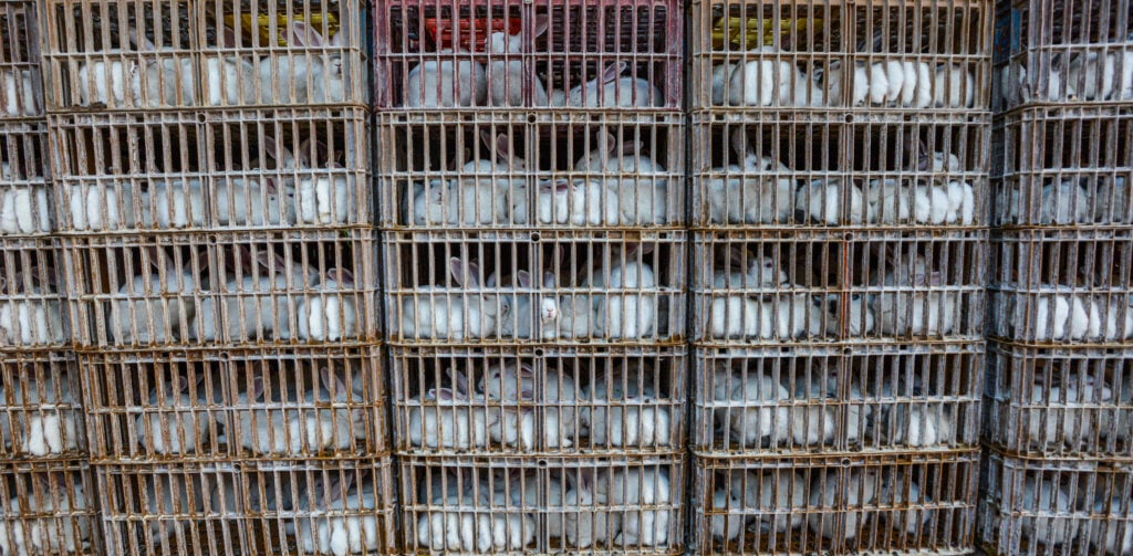 White rabbits in the fur industry in overcrowded animal cages stacked on top of one another