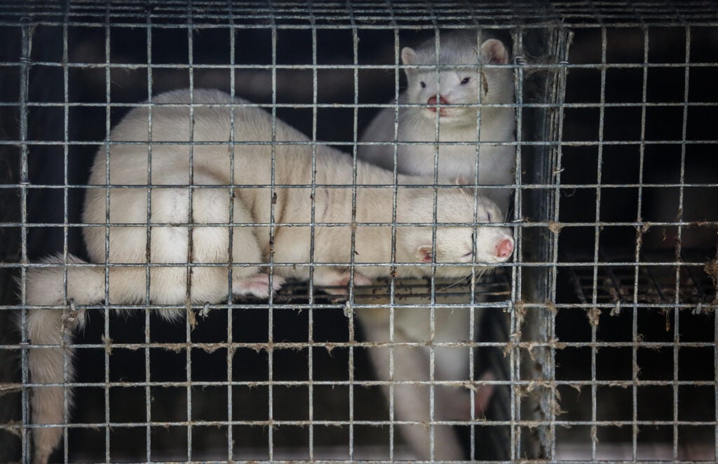 Two white mink push their faces against the wire of an animal cage on a fur farm