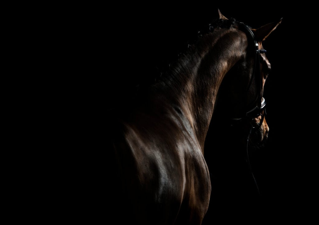 A dark image of a black horse looking away from the camera