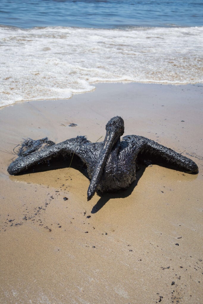 An oil-covered pelican after a ruptured pipeline spilled tens of thousands of gallons of oil along the Santa Barbara Coast