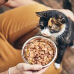 A tricolour cat looking into a food bowl presented by a sad-looking human