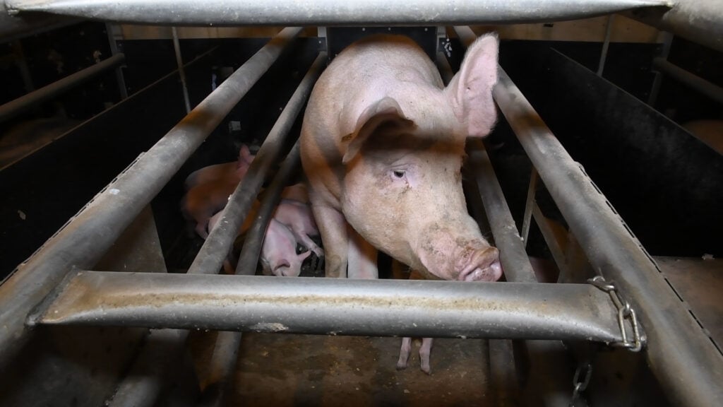A pig in a farrowing crate next to her piglets