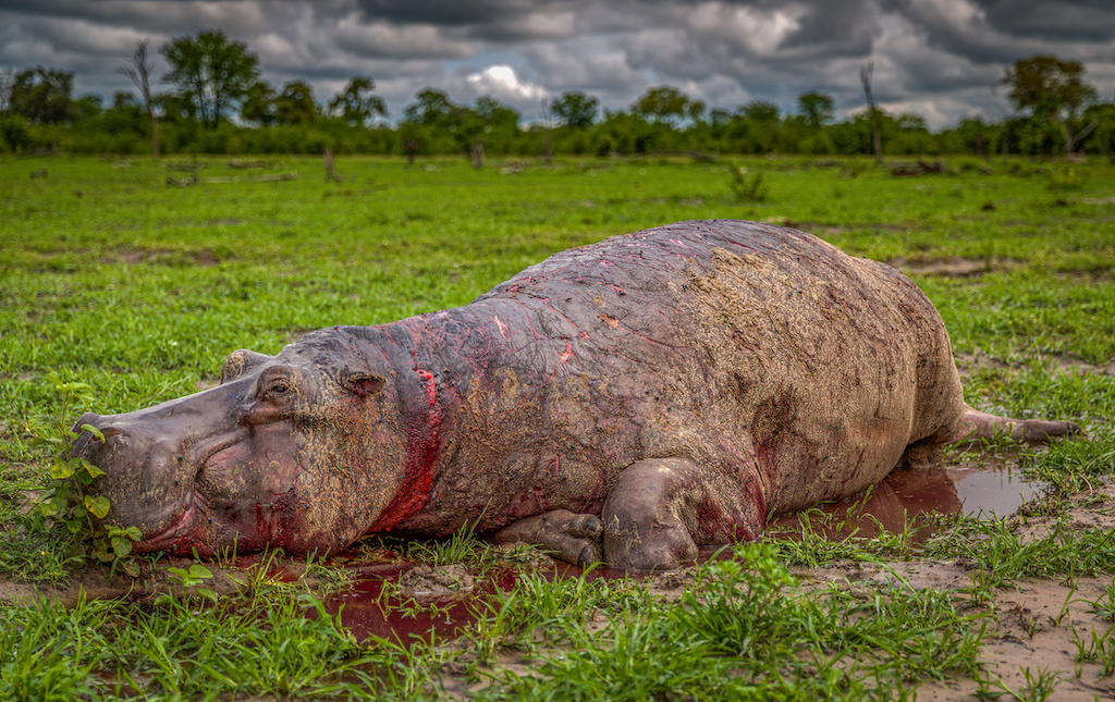 A dead hippo laying on the ground after being shot