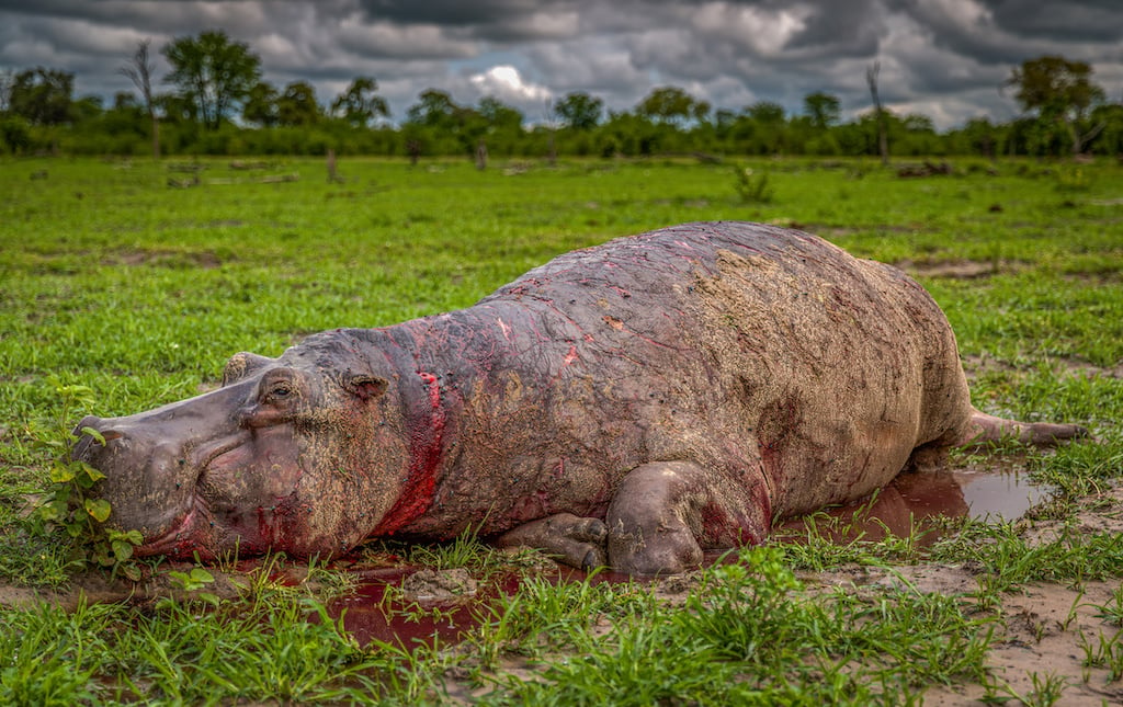 A dead hippo laying on the ground after being shot