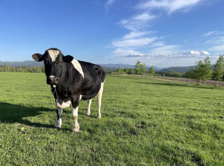 Potekoro, a retired Japanese dairy cow, standing in a field