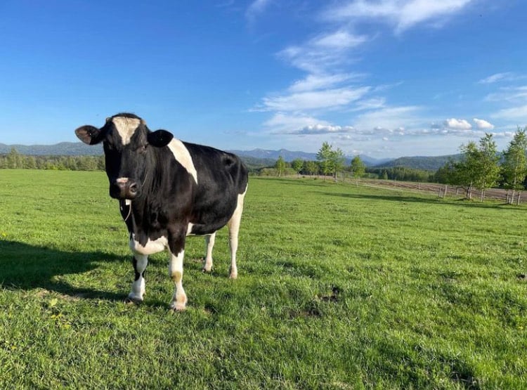 Potekoro, a retired Japanese dairy cow, standing in a field