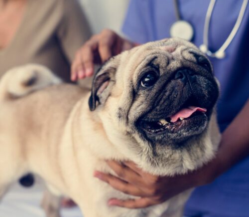 A flat-faced pug, considered a breathing impaired dog breed, being examined at the vet