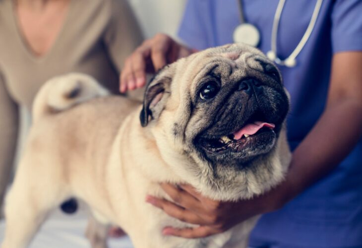 A flat-faced pug, considered a breathing impaired dog breed, being examined at the vet