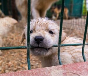 A puppy biting a cage at a dog mill farm