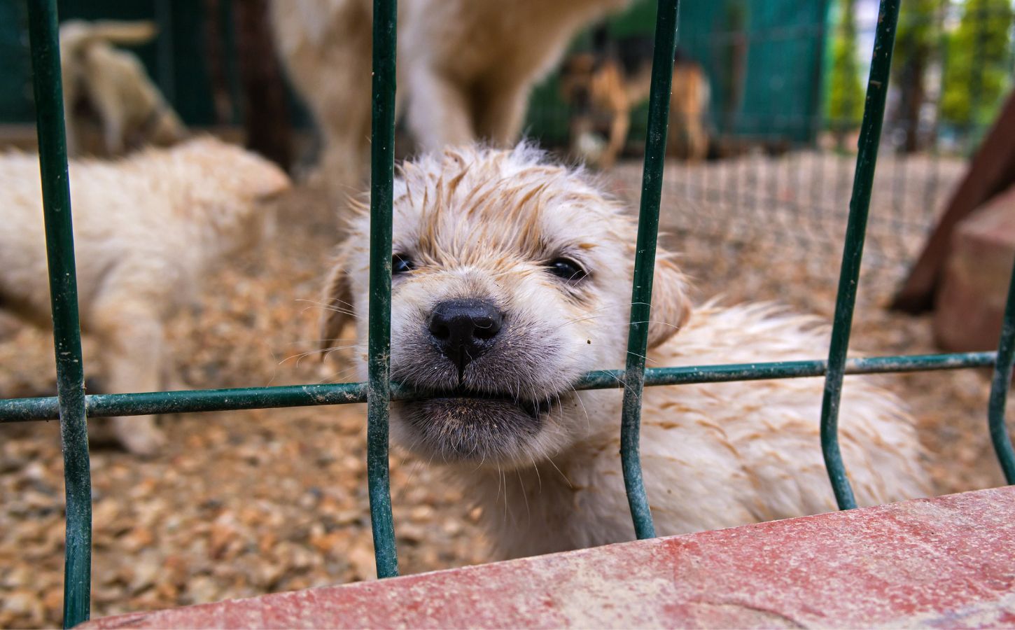 A puppy biting a cage at a dog mill farm