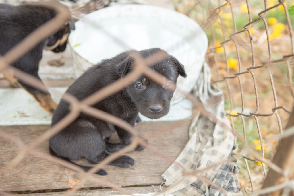 A puppy in a cage in a mill