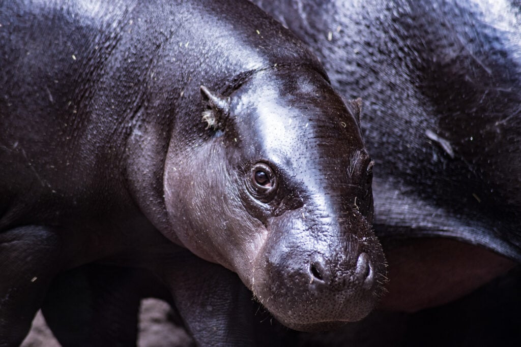 An endangered pygmy hippo calf staying close to its mother