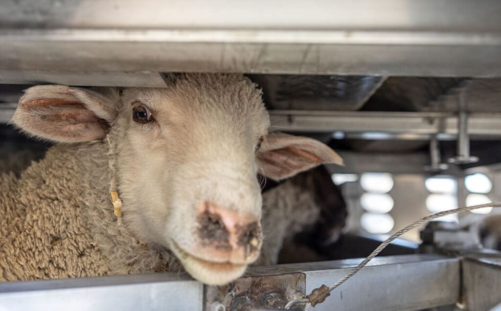 A white lamb stands in an overcrowded animal transport trailer