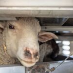 A white lamb stands in an overcrowded animal transport trailer