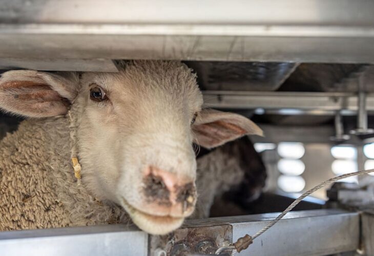 A white lamb stands in an overcrowded animal transport trailer