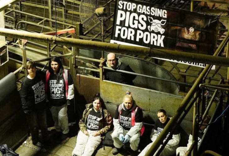 Activists occupying pig gassing machines at a slaughterhouse in Northern Victoria, Australia
