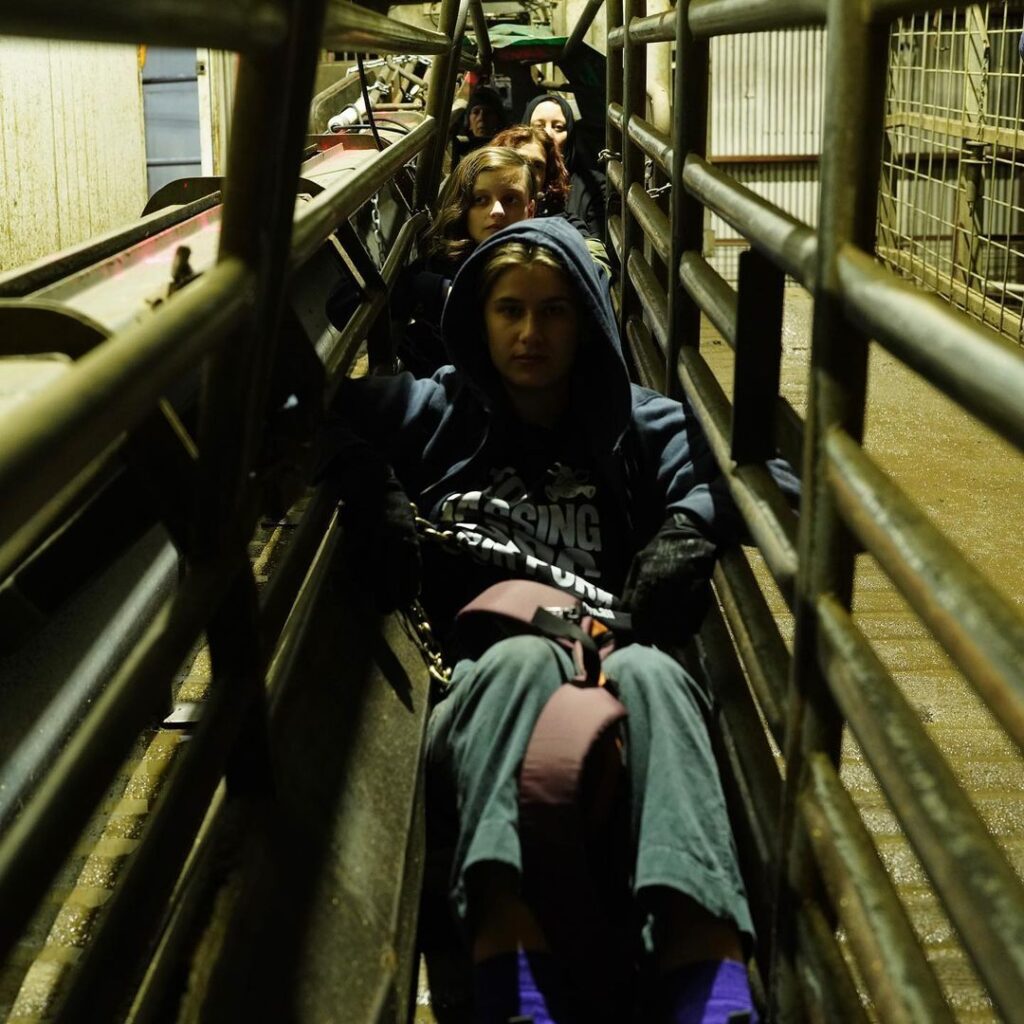 Activists chain themselves to a pig gassing machine inside an Australian slaughterhouse