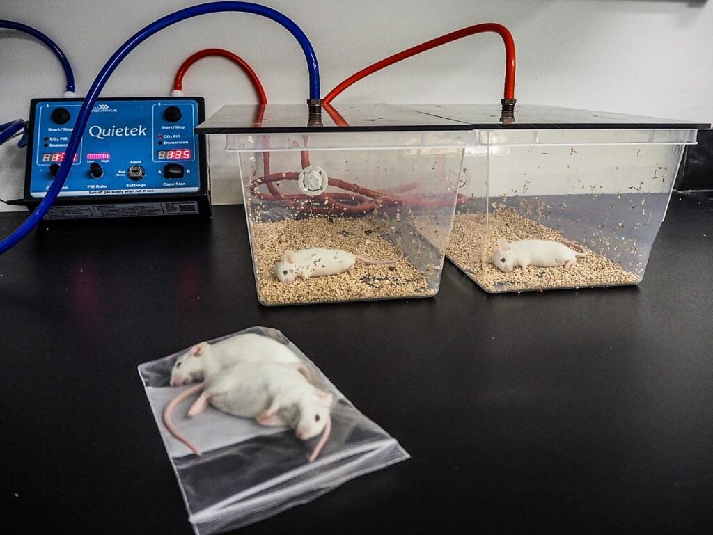 Mice used for animal tests being killed in a science lab