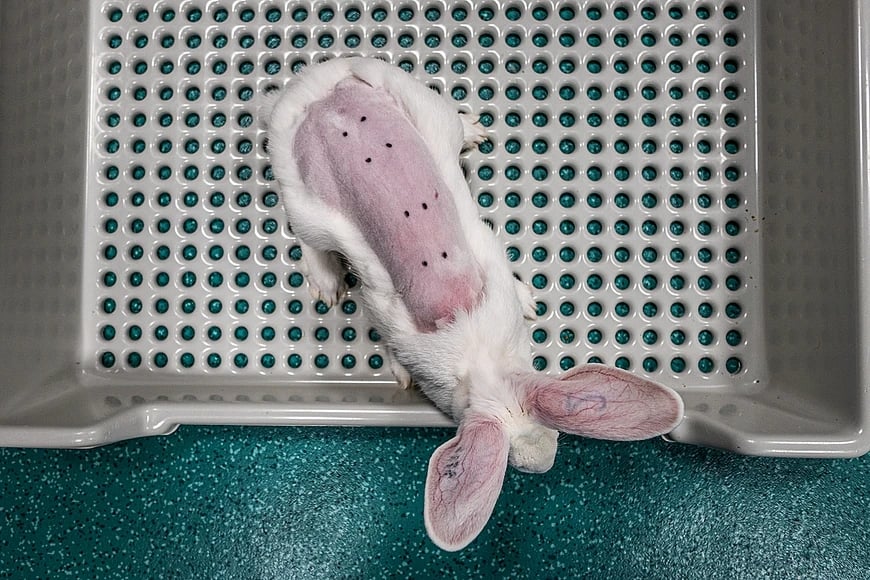 A rabbit with a shaved back being used in animal tests