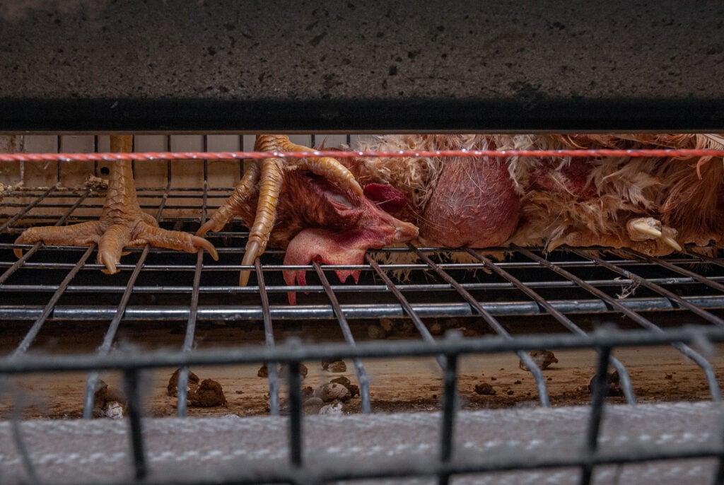 A dead battery hen is stepped on by their cage-mate on an egg farm