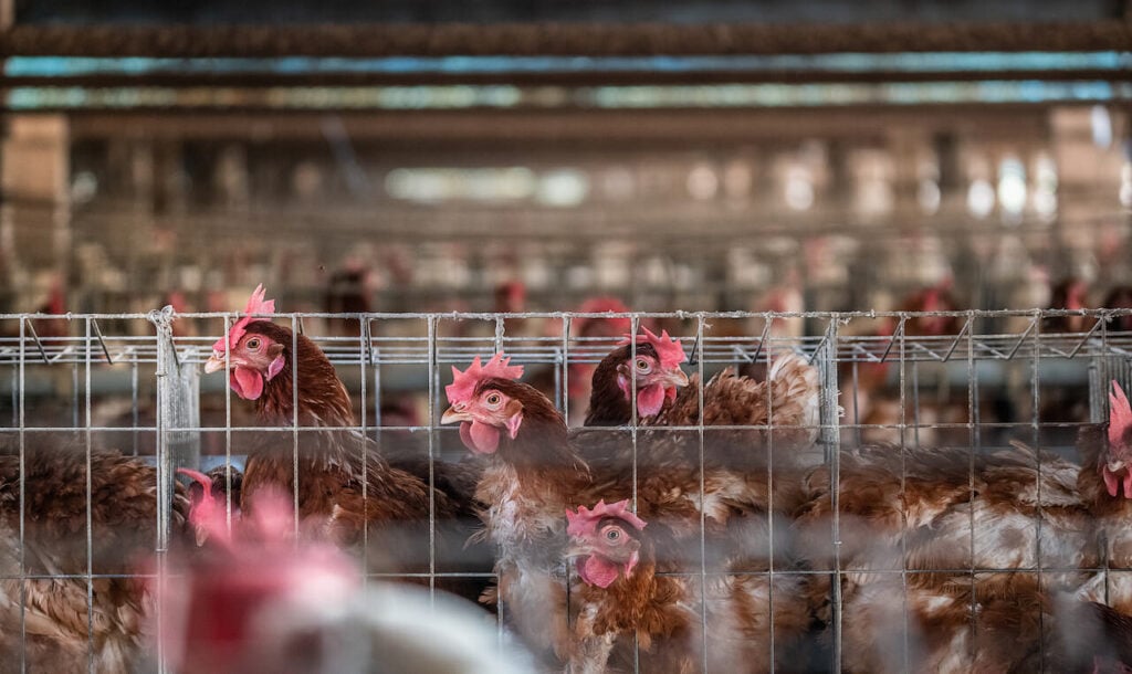 Battery hens crammed into tiny wire cages