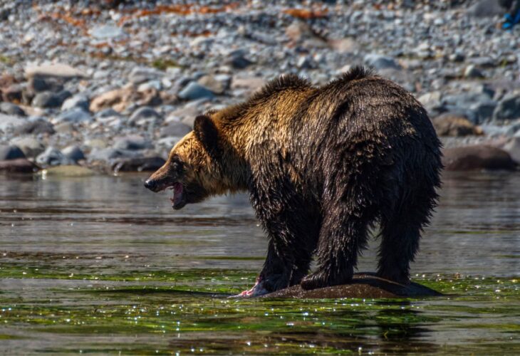 A wild bear standing in a lake in Japan