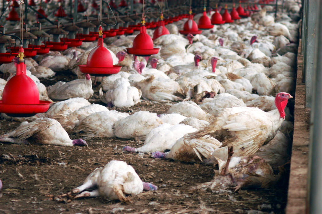 Turkeys die of bird flu on a farm