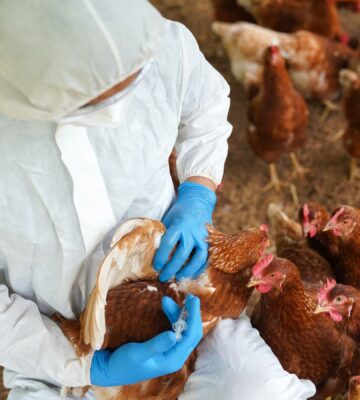 A man in a hazmat suit vaccinating chickens against bird flu