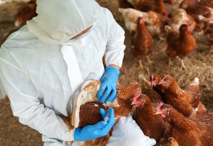 A man in a hazmat suit vaccinating chickens against bird flu