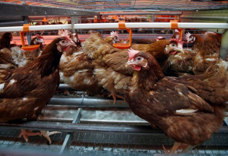 Colony caged hens in small enclosures on a chicken egg farm in New Zealand