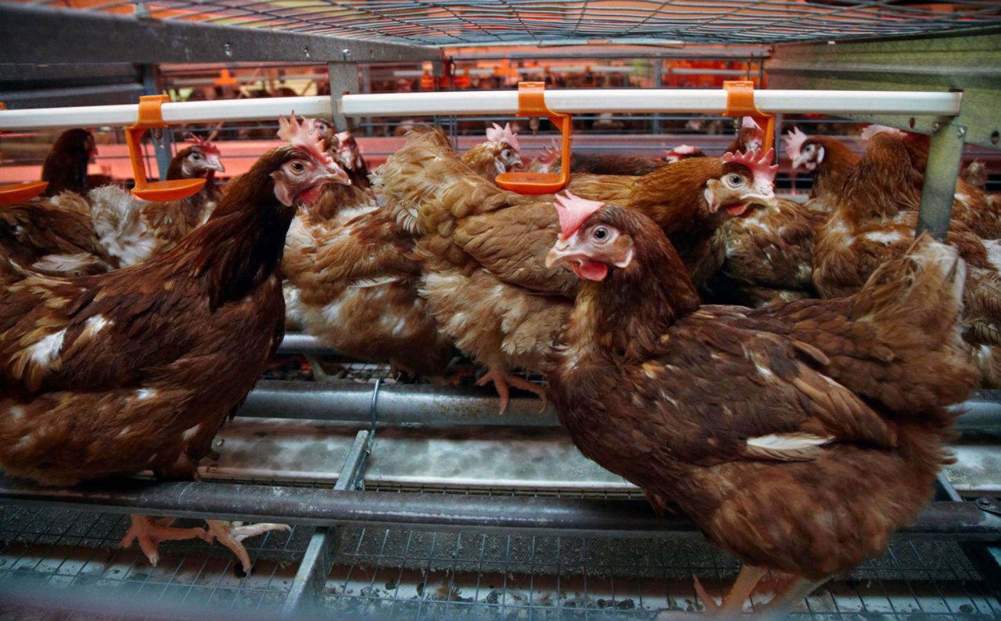 Colony caged hens in small enclosures on a chicken egg farm in New Zealand