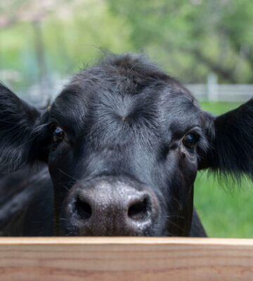 A young black cow behind a fence looking directly at the camera