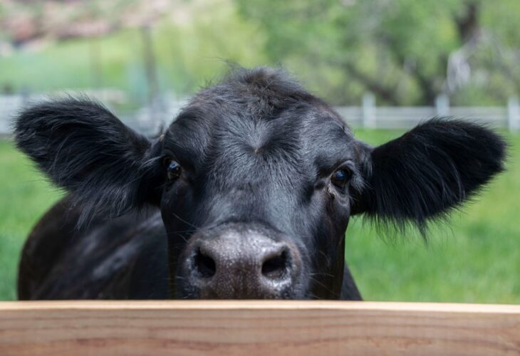 A young black cow behind a fence looking directly at the camera