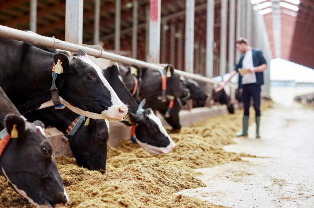 Dairy cows behind bars in a farm