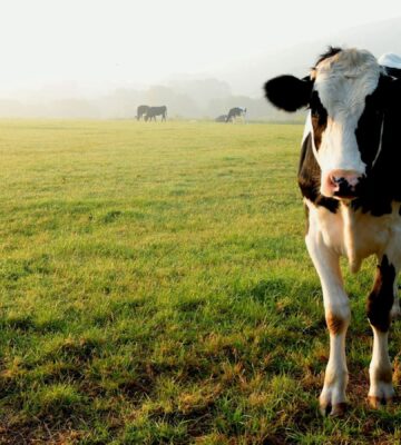 A cow standing on grass at a farm in Devon, UK