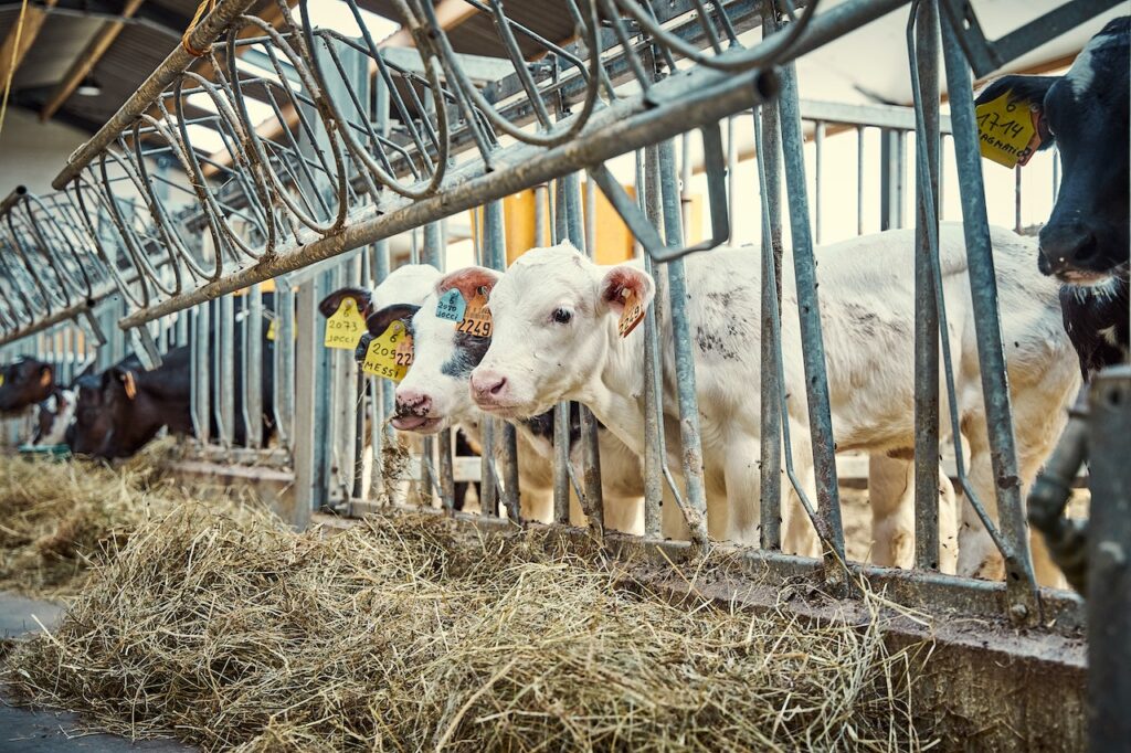 Young calves with ear tags in a barn, looking through metal railings