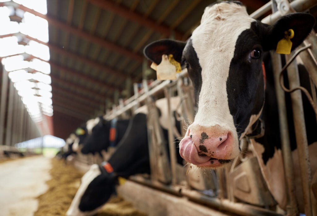 A dairy cow being kept behind bars in a farm