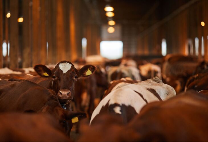 A herd of dairy cows inside a shed