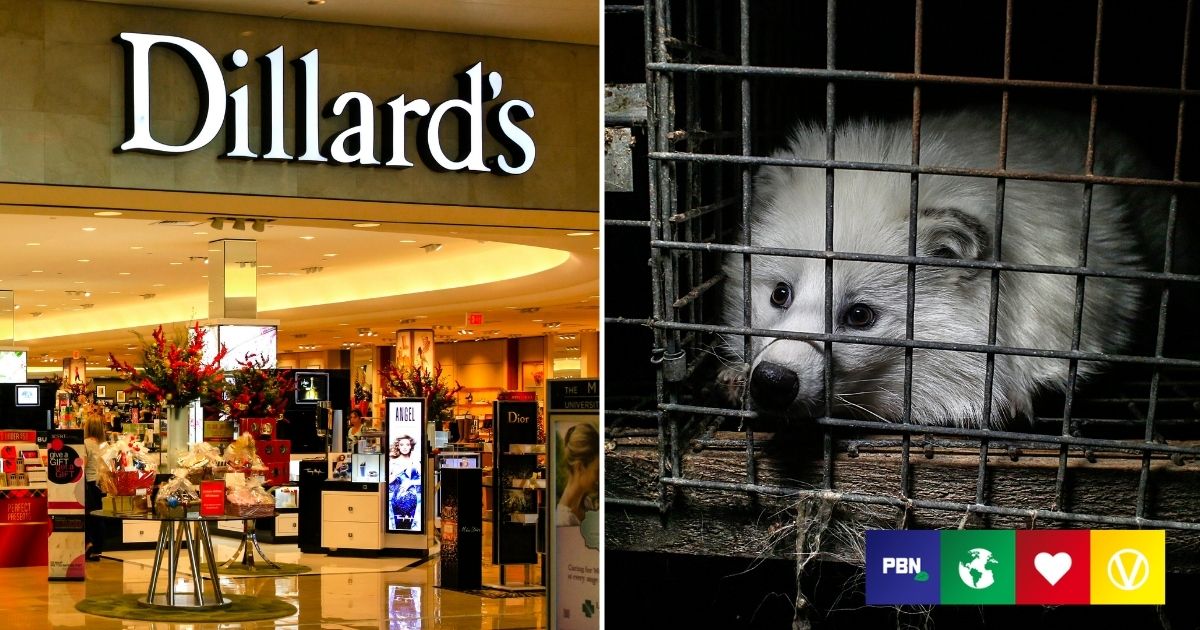 English Factory Dillards Discount innoem.eng.psu.ac.th