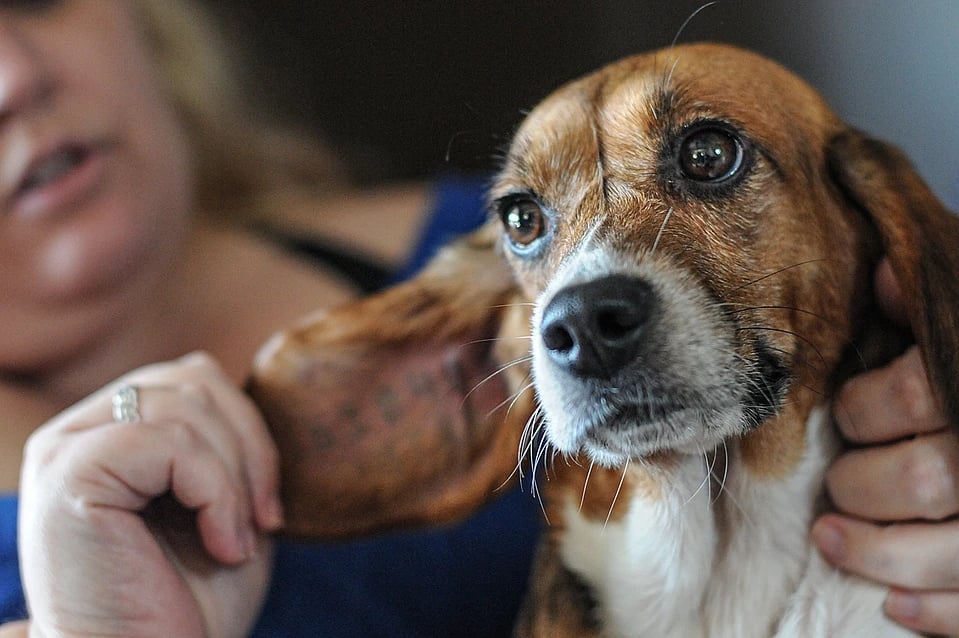 A beagle used in laboratory animal testing