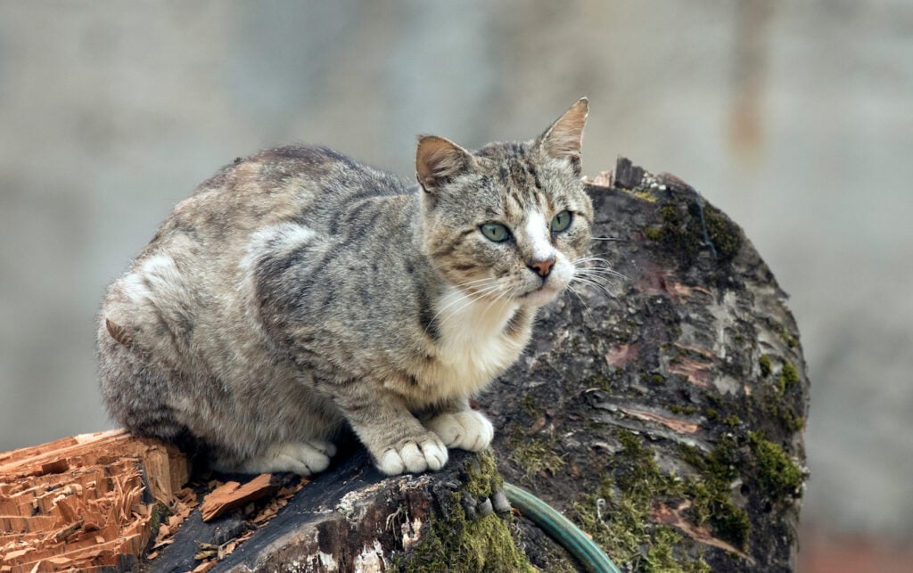A feral cat sits on a tree trunk and watches birds